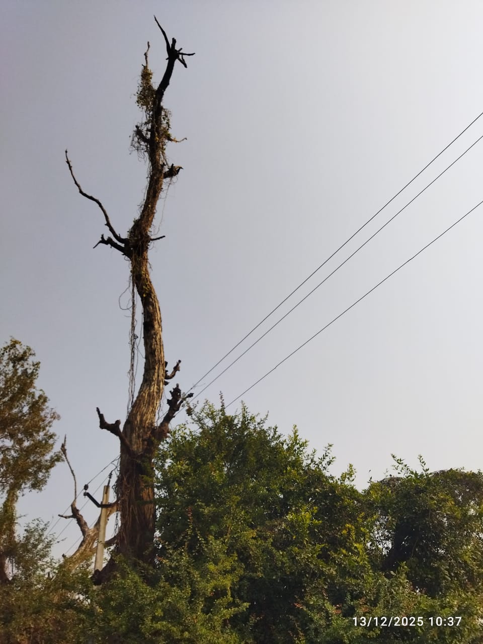 जर्जर पेड़ दे रहे हादसों को खुला निमंत्रण,हाईटेंशन लाईन के नीचे मंडरा रहा बड़ा खतरा